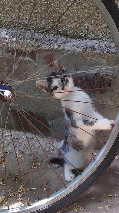 Котёнок, мальчик, 1.5месяца, в Чирчике.