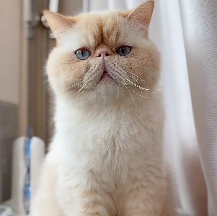 ВЯЗКА порода экзот кот