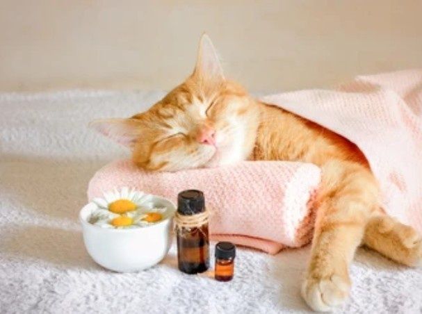 Massage качественный массаж