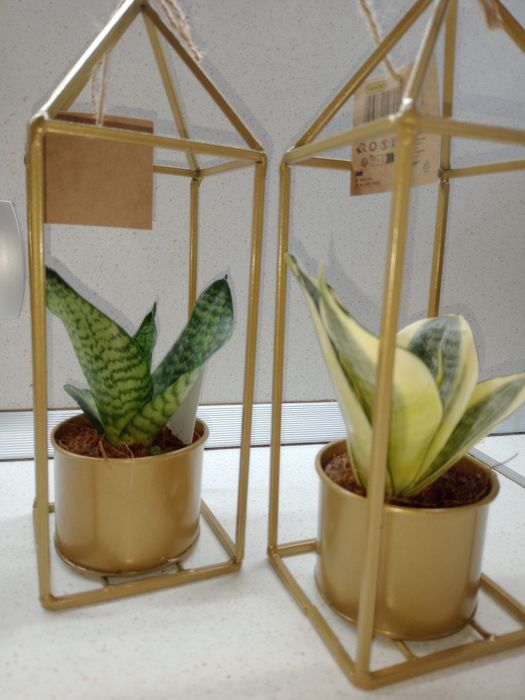 Зелени живи  растения в кашпи