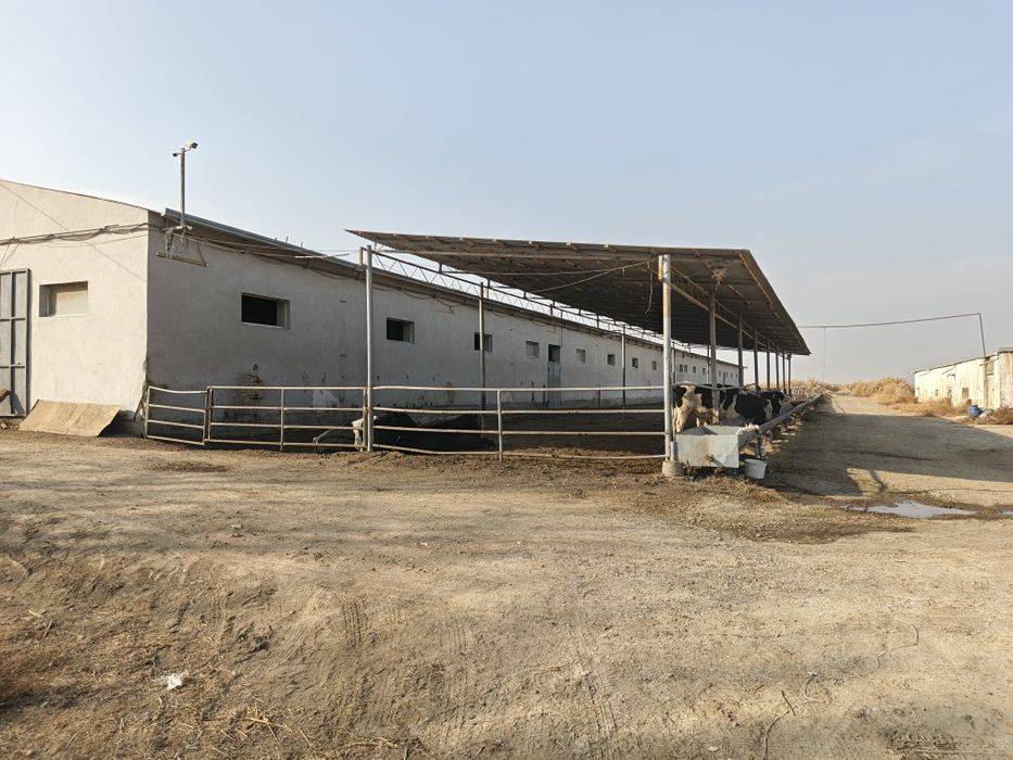 молхона сотилади 6 гектар