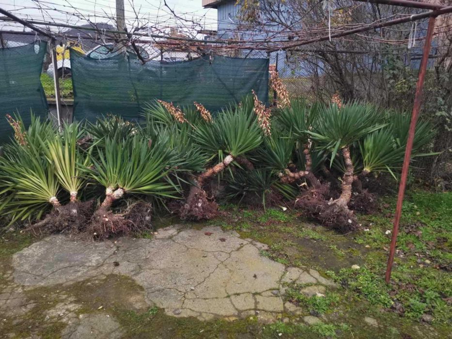 Палма юка външна студоустойчива