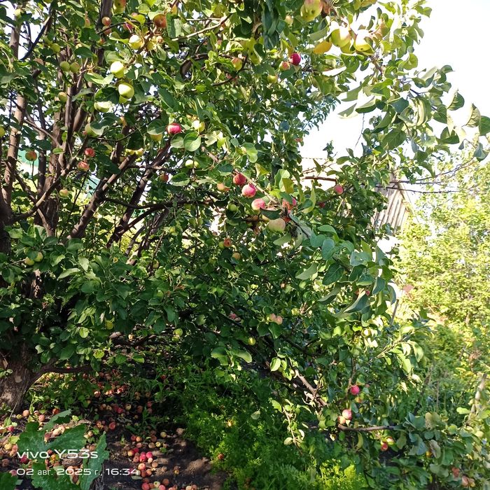 Продам дачу. С/ о "Дружба"