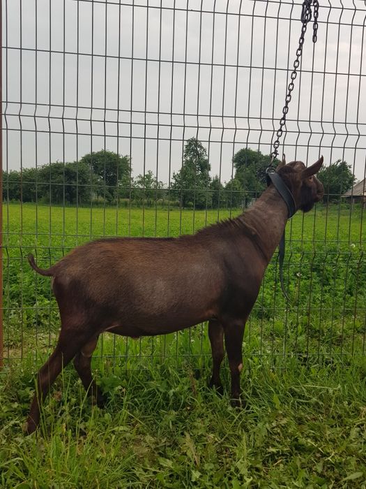 Murciano Granadina mascul de 2 ani, genetică de Excepție!