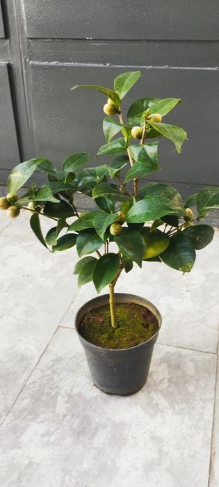 Камелия японский