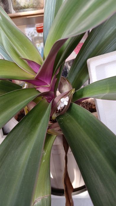 Комнатный цветок  Рео