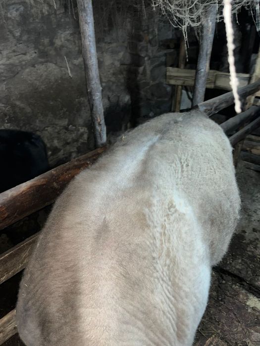 Продам быка 2 года