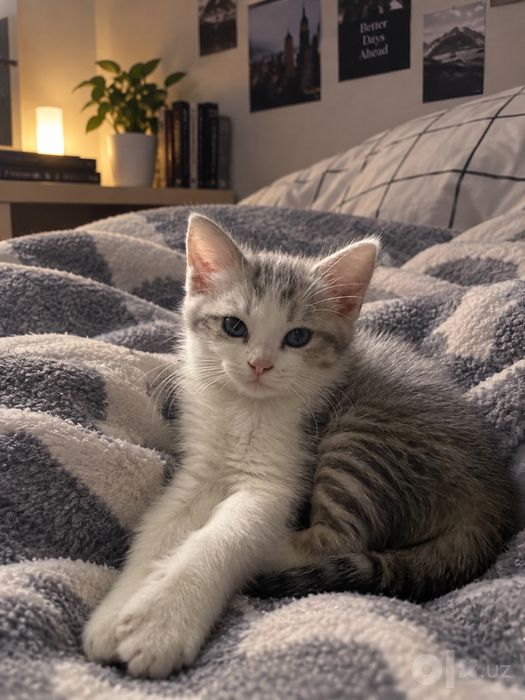 Срочно продается кошка