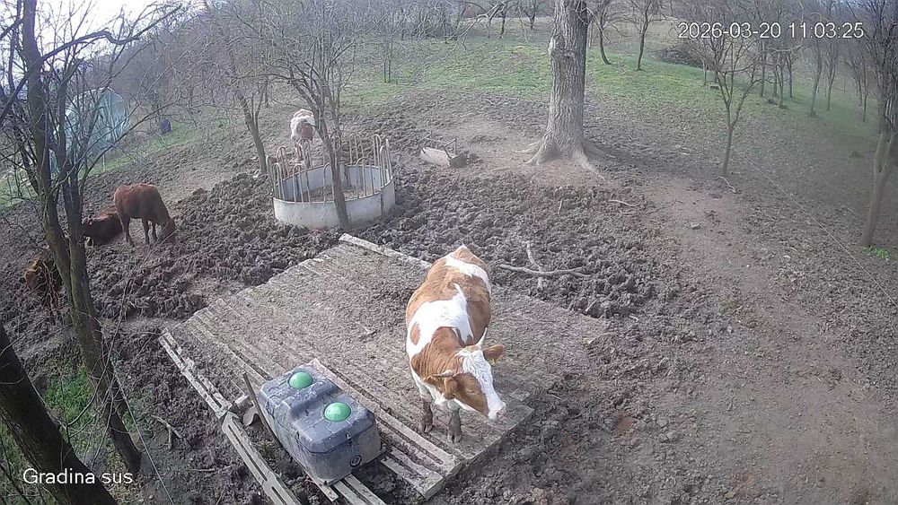 2 juninci de vanzare