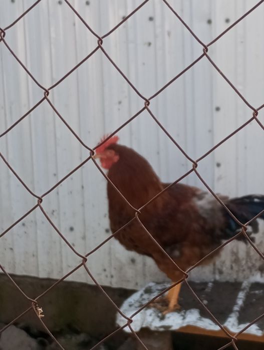 Продам петуха. Рыжего