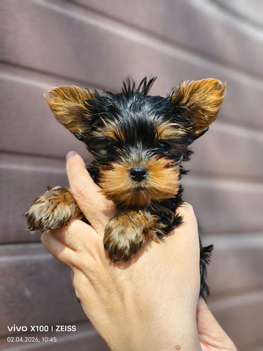 Очаровательные щенки йоркширского терьера.