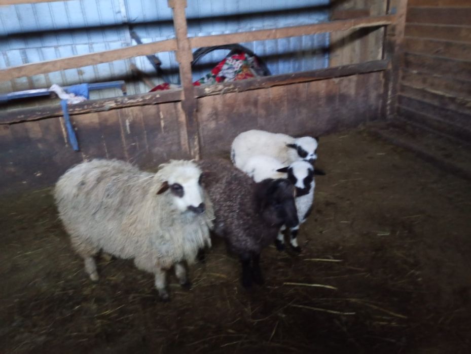 Vând 3 oi cu 3 mile și un berbec