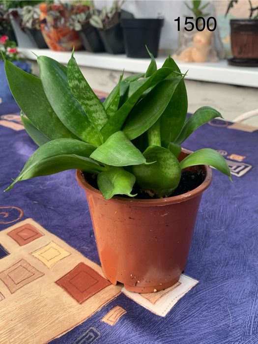 Распродажа комнатных цветов