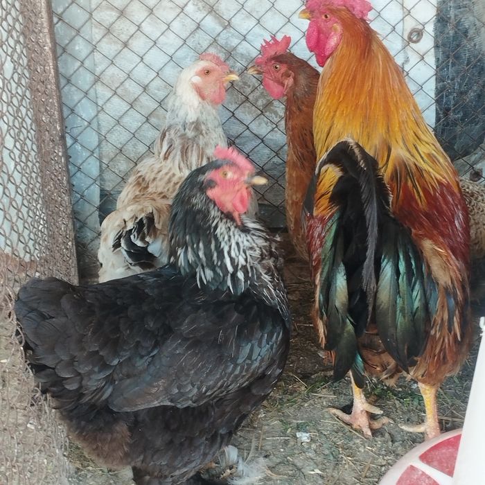 Продам куры домашние