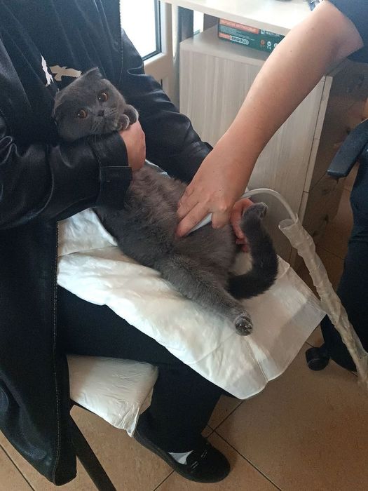 Вислоухие котята