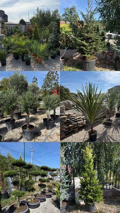 Vand plante ornamenatale de calitate extra