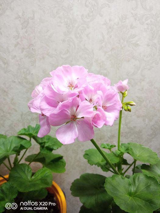 Продам отростки пеларгония ( герань)