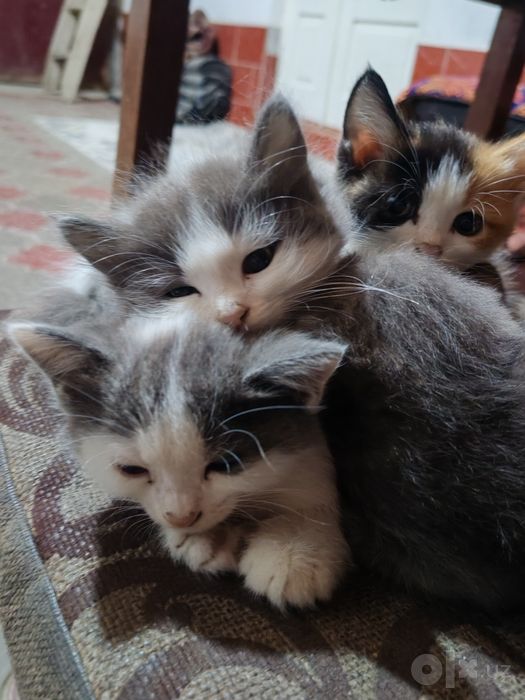 Котята в добрые и заботливые руки