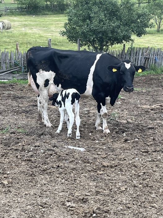 Vaci de lapte, din rasa Hollsthen f bune de lapte, tinere,la prima si a doua fatare..dau lot, sau la alegere… de vanzare juninci !