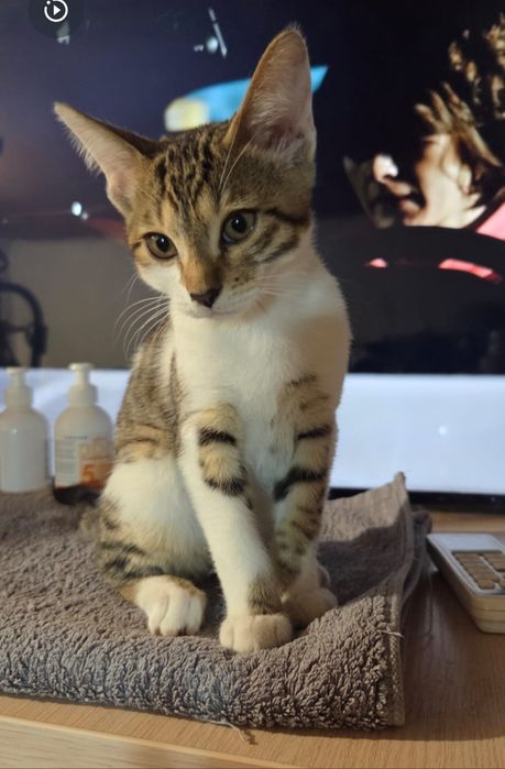 Отдаем котёнка в добрые руки