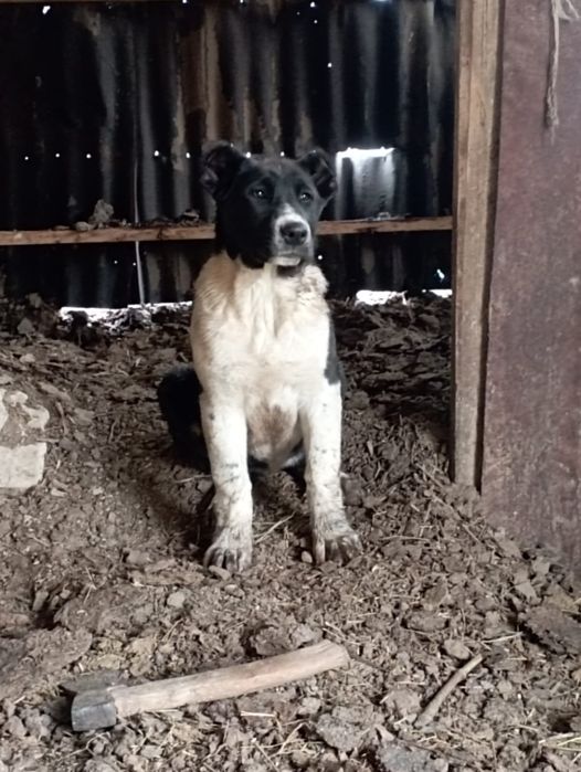 Алабай ұрғашы линиясы мықтв