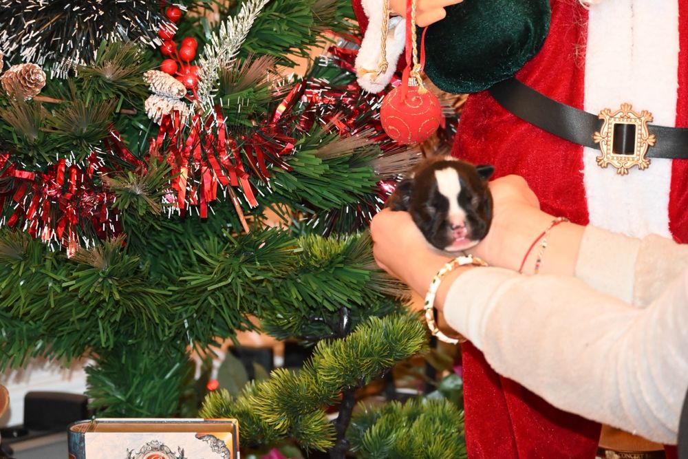 Mascul Staffordshire Bull Terrier