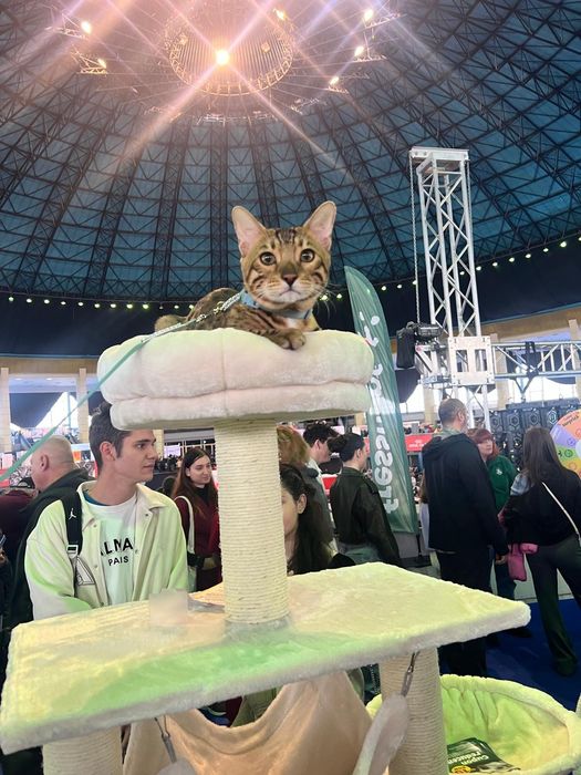 Vindem pisica rasa Bengal cu pedigree