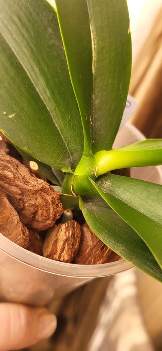 Распродажа Орхидей из домашней коллекции