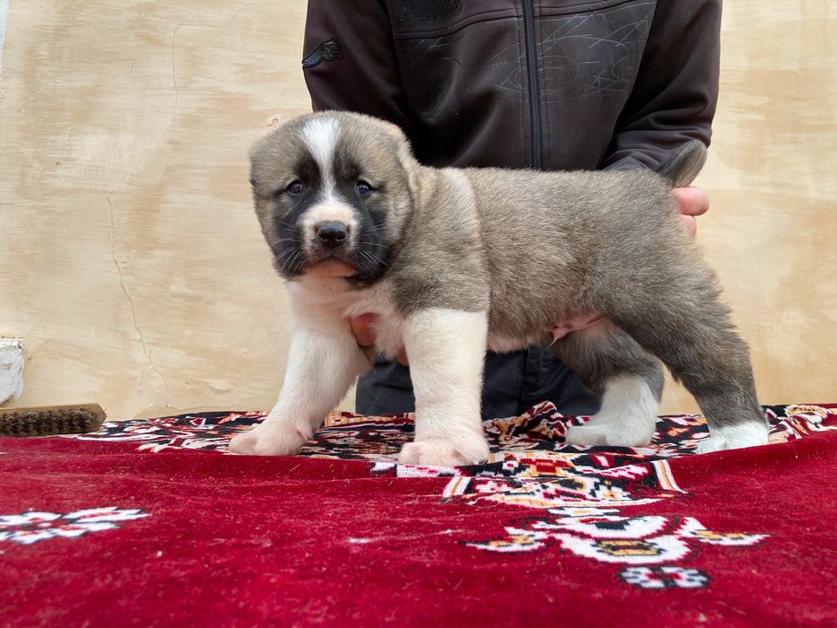 Щенок Туркменского Алабая ( чистокровный )