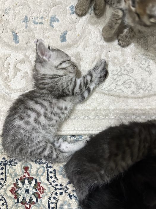 Продам британских котят