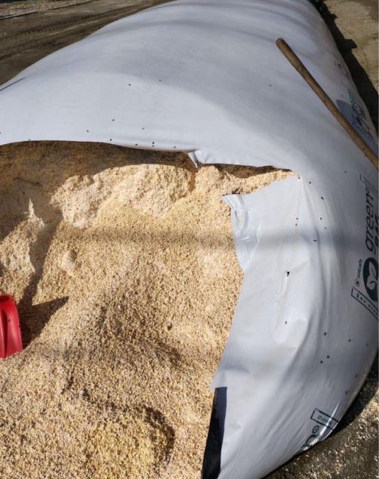 Vand porumb crimping