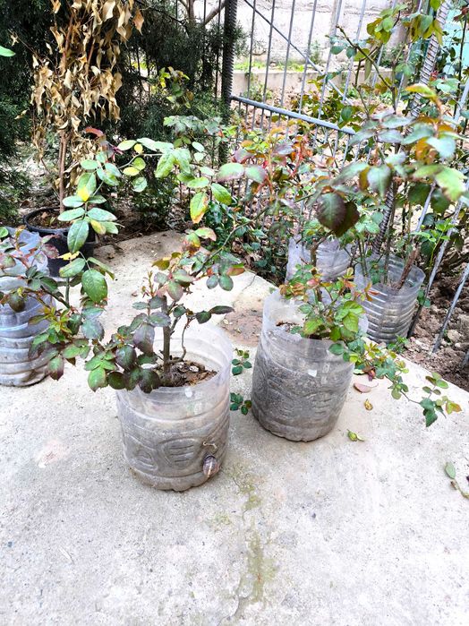 Продам розы разные