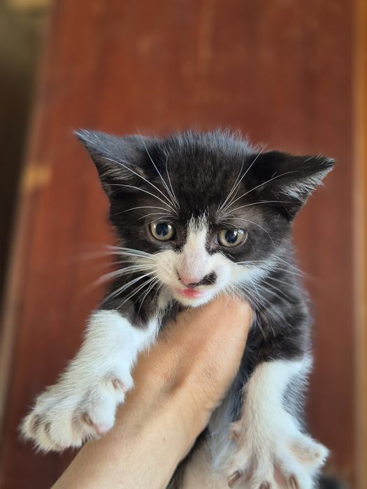 Отдам котят в хорошие руки