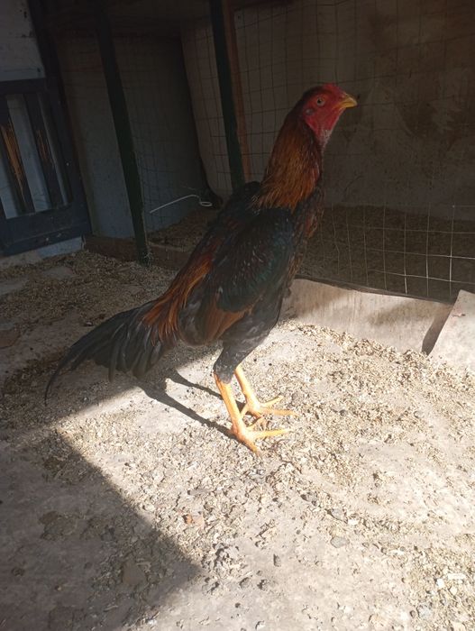 Дакан бойцовский