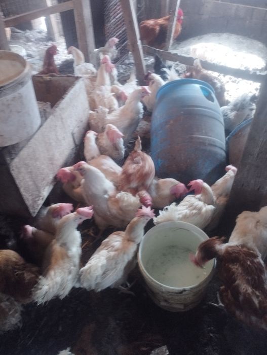 Куры несушки ломан Вайт