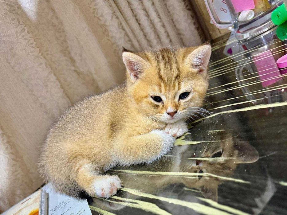 Продаются котята породистые шиншилла стоимость 300 долларов