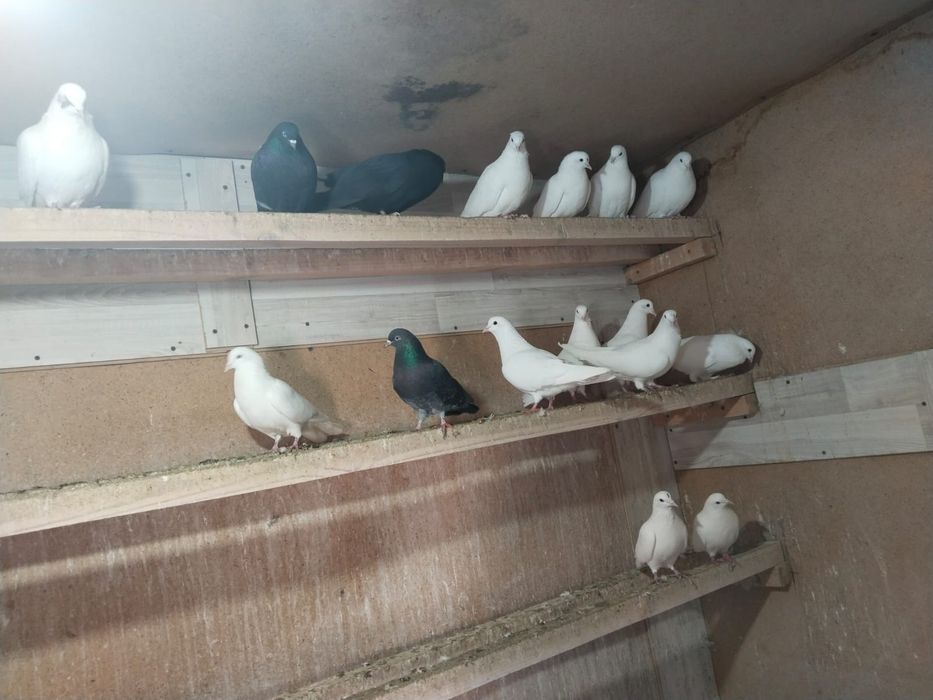 Голуби,Когершиндер