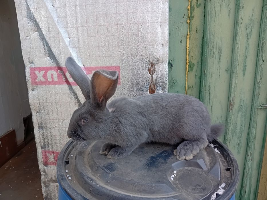 Продам кроликов породы НПВ