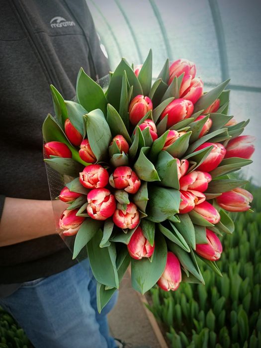 Тюльпаны оптом на 8 марта опт от 1000 шт