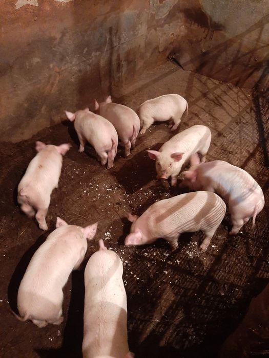 Продам поросят возраст 1мес