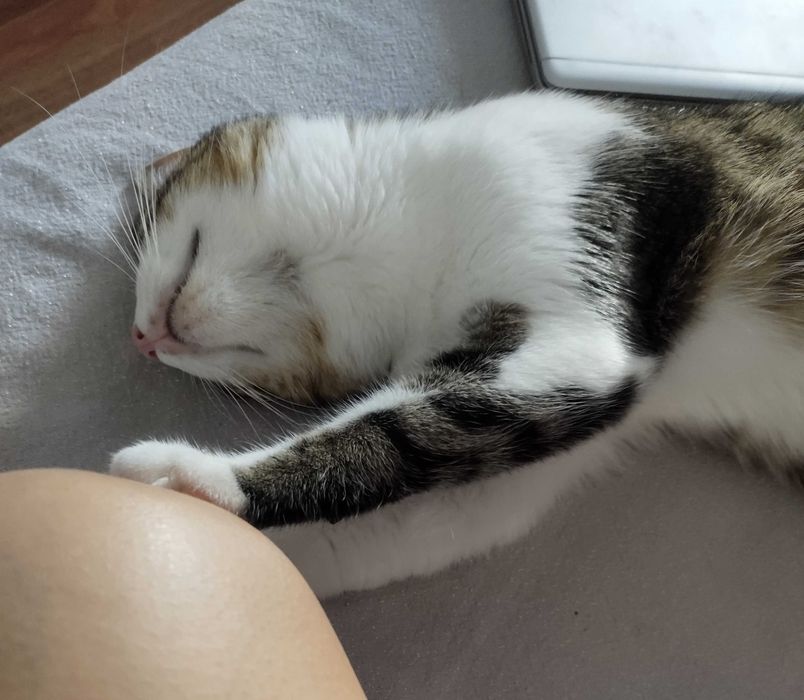 Petsitter Timisoara (pisici)