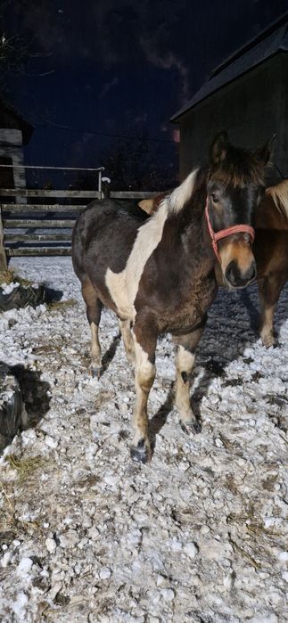 Manz tarcat de 7 luni