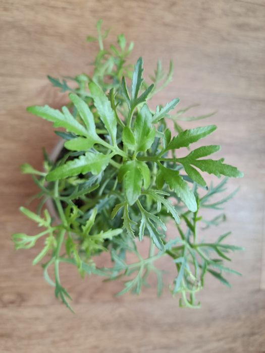 Оленьи рога - 2000 тенге.