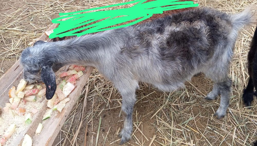Продам Коз Ешкі сатылады