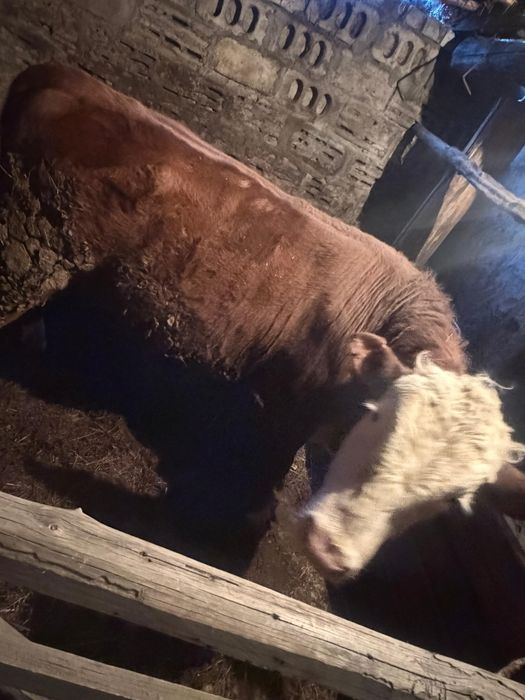 Продам быка на откорми