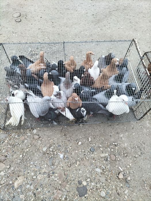 Porumbei de vânzare