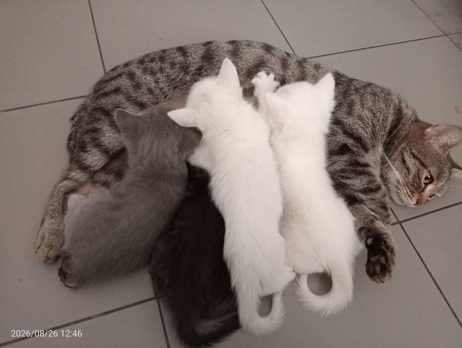 Котята . Бесплатно