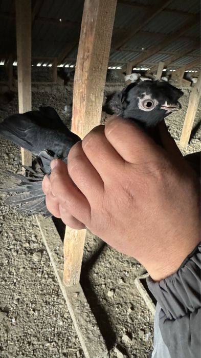 Голубь(кептер)