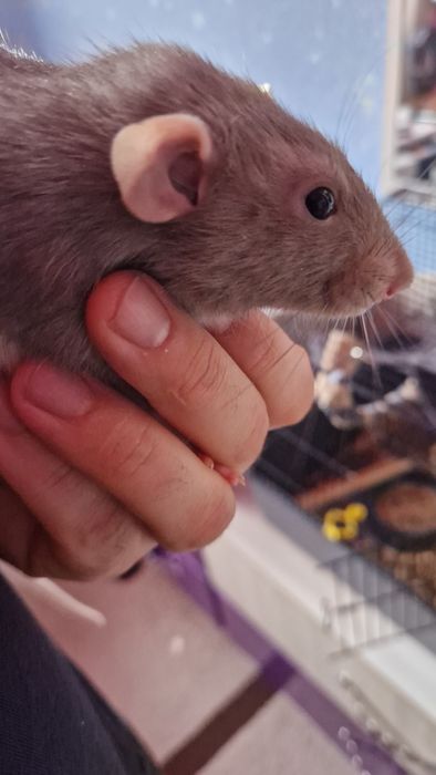 Продаётся клетка с крысой