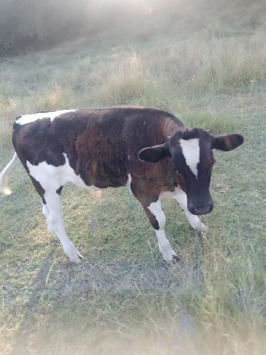 Vând vaca cu vițel